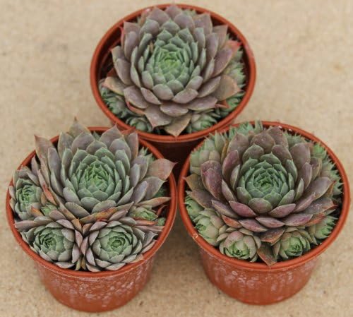 3 x Sempervivum Hens &amp; Chicks Mother Plant In 9cm Pot Ready For Taking Cuttings