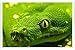 Produktbild Metall Poster Platte Wand-Dekor Blechschild von Snake Head Eyes Color 39915 20*30cm