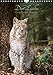 Der Luchs - Europas größte Samtpfote (Wandkalender 2017 DIN A4 hoch): Fotografien vom eurasischen Luchs (Monatskalender, 14 Seiten) (CALVENDO Tiere) by