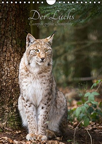 Der Luchs - Europas größte Samtpfote (Wandkalender 2017 DIN A4 hoch): Fotografien vom eurasischen Luchs (Monatskalender, 14 Seiten) (CALVENDO Tiere)