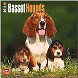 Basset Hounds 2014 - Bassets: Original BrownTrout-Kalender [Mehrsprachig] [Kalender] by 