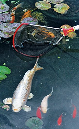 WOLF-Garten multi-star® Fangkescher WF-M; 5700000 - 3