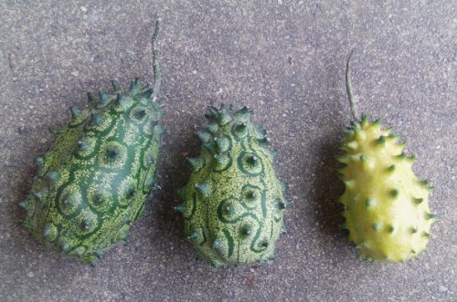 Kiwano , Die Afrikanische Horngurke oder Hornmelone 10 Samen - 2