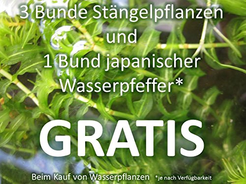 Premium-Unterwasserpflanzen-Mix – 15 Stück – zur Fadenalgenbekämpfung im Teich- inkl. drei Bund Stängelpflanzen und einem Bund Japanischen Wasserpfeffer je nach Verfügbarkeit - 2