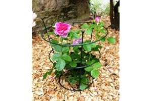 GAP GARDEN PRODUCTS Metal Large Peony Plant Support (pack of 4) Green finish Ideal for Peonies, Delphiniums, Lupins etc.