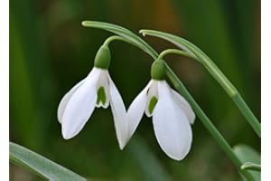 Millthorpe Plant Centre - 100 Snowdrop Bulbs - Single Galanthus Nivalis - Free P & P