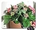 Produktbild we rebirth in Spring 18 Kalanchoe Mouse Pad, Mousepad (Flowers Mouse Pad)