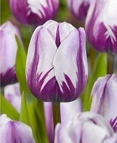 Viridis Hortus - 20 x Rems Favourite Triumph Tulip Flowering Bulbs (We ONLY ship this Item with-in UK)