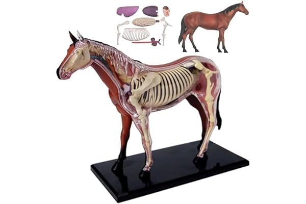 4D Horse Anatomy Model - Interaktivt Utbildningsverktyg for Djurvetenskap | Utforska hästens anatomi med denna detaljerade 26-delade modell for praktisk inlärning.