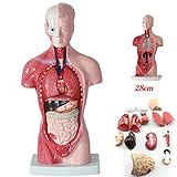 Csatai Body Anatomy Model,Human Torso Body Model Anatomy Anatomical Medical Internal Organs for Teaching,Kids Anatomy Education Toy