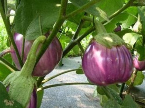 Aubergine - Rotonda bianca - 20 Samen