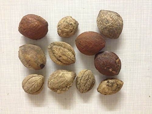 5 Seemandelbaum Saatmandeln