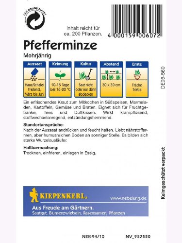 Pfefferminze – Mehrjährig – - 2