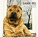 Shar Pei 2012 by 