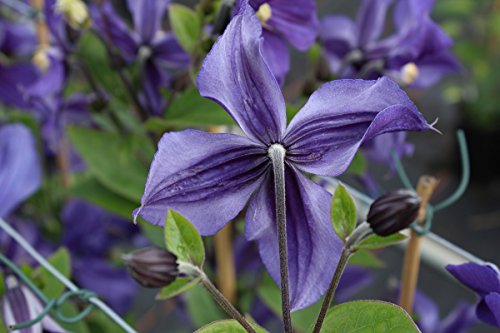 Clematis, Waldrebe, Stauden-Clematis – Im 2lt. Topf, Höhe 60-100cm, mit 3 Bambus gestäbt - 6
