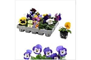 GENERIC 20 Pack Pansy Plant Flowering Plants Package - Pansy 'Delta Mix' - 20 x Full Plant Pack - Garden Pansies Ready to Plant Premium Quality Plants