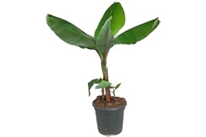 Platanera +50cm Altura Planta Natural Bananera