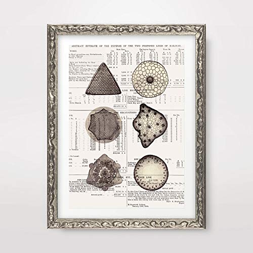 Buy CELLS MEDICAL ART PRINT ANATOMICAL ANATOMY MEDICINE HUMAN BODY