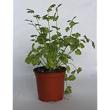 Amazon.es: cilantro