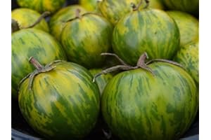 SVI HEIRLOOM NON OGM Green Zebra pomodoro 25 semi