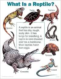 Buy What Is a Reptile? (All about Animals Chart Pack) Book Online at