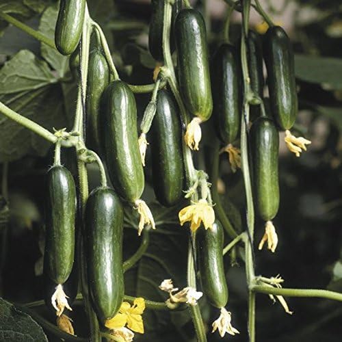 Cucumber Plants - Snack Size - Mini Munch F1 - 3 Plants in 9cm Pots