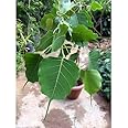 EaglesFord Live Peepal/Ficus religiosa/sacred fig Seedling Plant with Pot