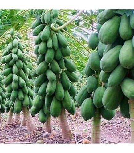 Dwarf Papaya Hybrid Fruit Plant Seeds, Thai Variety, Pack of 15