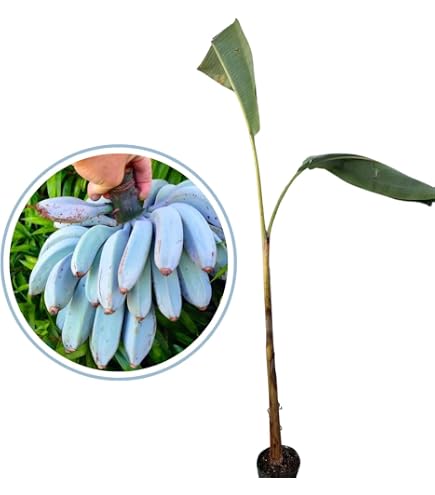 Bloomique - Musa 'Dwarf Cavendish' - Pianta di banano - Pianta da interno - Purifica l'aria - Sicura per animali - Alta 80-100 cm - In cestino di Pianta Ornamentale marina 21 cm
