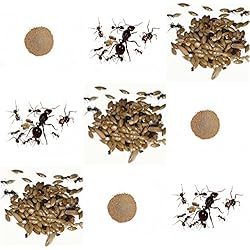 AntHouse Kits de Rechange Complet pour fourmilière de Sable