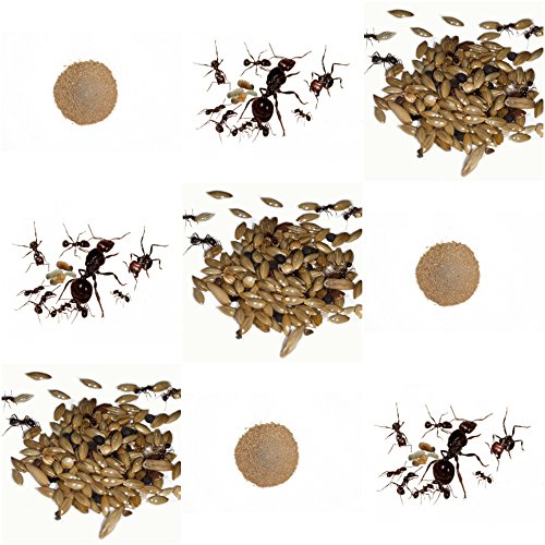 AntHouse Kits de Rechange Complet pour fourmilière de Sable