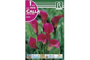 ROCALBA BULBO CALLA LIRIO DE AGUA BOLERO ROSA - CALA FLOR DE JARRO - 1UD