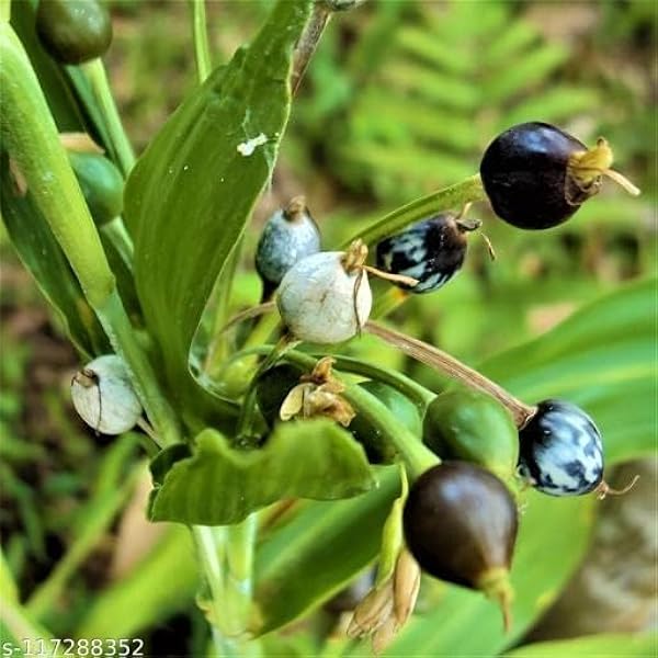 Yalangoch tagiga urgan ayol Sasha Tanyaning porno surati