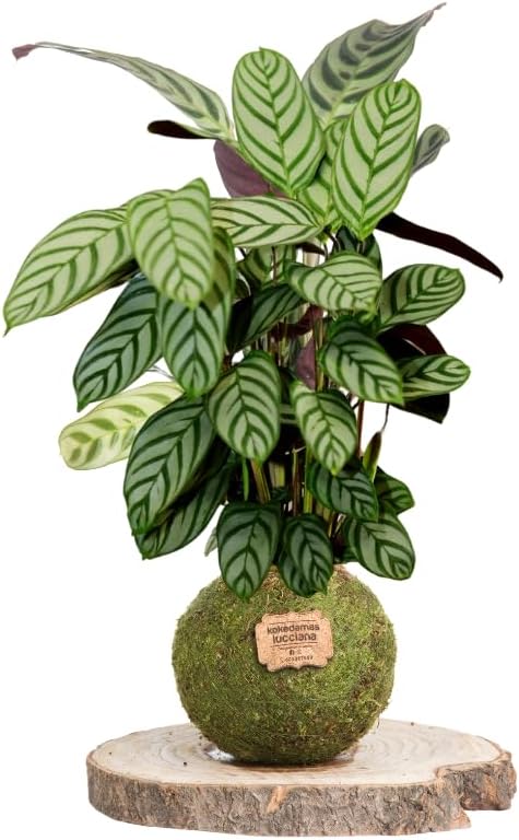 Kokedama Calathea Natural - Kokedama Interior | Bola de Musgo Vivo | Planta Natural | Planta Interior | Decoración Hogar | Fácil Cuidado y Mantenimiento