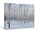 Produktbild JP London cnv2051 Bright Sunny Winter Day Snowy Birken Forest Galerie Wanddekoration, 1,5 'X 2'