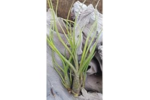 HOT PLANT CO Tillandsia butzii Air Plant