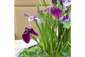 Bloomique - 3er Set - Iris Kaempferi - Japanische Sumpf-Schwertlilie - Teichpflanzen Winterhart - Wasserpflanzen - Zone 1-2 - Höhe 15-25 cm - Topf 9 cm