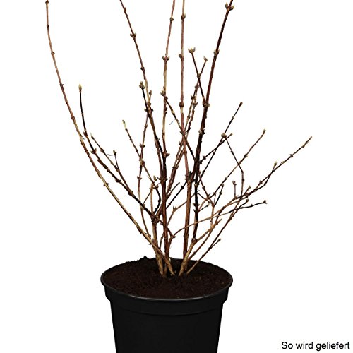 Maiblumenstrauch rosa blühend, 1 Pflanze - 3