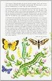 Image de GUIA CAMPO ORUGAS DE MARIPOSAS Y POLILL. (GUIAS DEL NATURALISTA-INSECTOS Y ARACNIDOS)