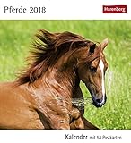 Pferde - Kalender 2018: Kalender mit 53 Postkarten by 