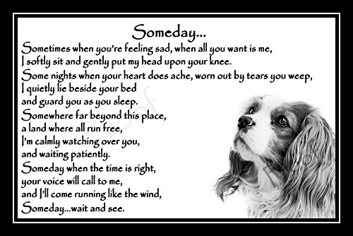 King-Charles-Spaniel-Pet-Dog-Bereavement-Memorial-Print-unframed-Someday