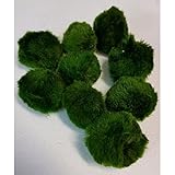 6 Mooskugeln 4-6 cm Cladophora Aegagrophila Dunkelgrün TOP...