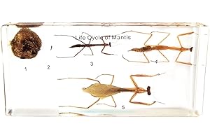 Chestnut-YX Ciclo de Vida de la taxidermia del pisapapeles del Escritorio de la Muestra de Mantis 140x64x24mm