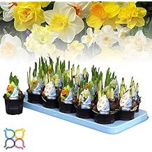 Suchergebnis auf Amazon.de für: Narzissen