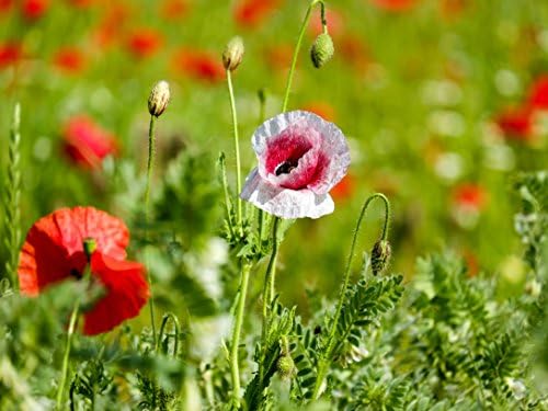 VERO PUZZLE 48642 Nature Poppy Flower, 2000 pieces in high quality, cellophaned puzzle box