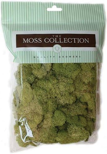 Quality Growers Preserved Reindeer Moss, 108.5 Cubic Inch, Spring Green by Quality Growers