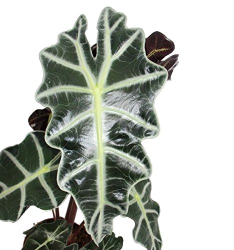 Pfeilblatt – Alocasia sanderiana – Tropenwurz – Alokasie - 2