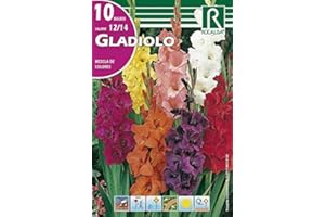 Rocalba Bulbos de Gladiolo Mezcla de Colores (10 Unidades)