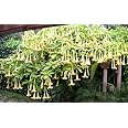 GREEEN Earth Fragrant yellow Brugmansia Angel's Trumpets 1 Live Plant