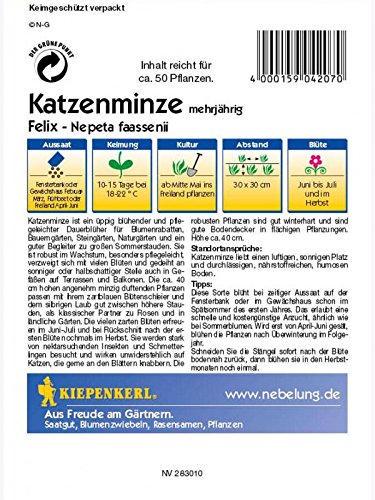 Nepeta fassenii Katzenminze Felix blau - 2